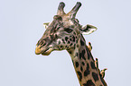 Giraffe with Red-billed Oxpecker