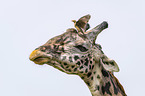 Giraffe with Red-billed Oxpecker