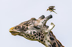 Giraffe with Red-billed Oxpecker