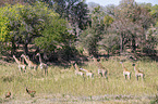 Giraffes and Impala