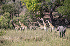 Giraffes and Elephant