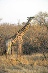 standing Giraffe