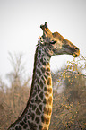 Giraffe with Red-billed Oxpecker