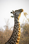 Giraffe with Red-billed Oxpecker