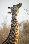 Giraffe with Red-billed Oxpecker