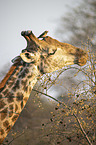 Giraffe with Red-billed Oxpecker