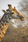 Giraffe with Red-billed Oxpecker