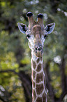 Giraffe portrait