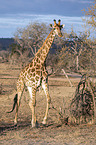walking Giraffe