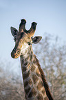 Giraffe portrait