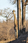 standing Giraffe