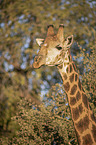 Giraffe portrait