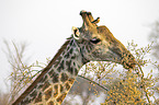 Giraffe with Red-billed Oxpecker