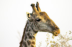 Giraffe with Red-billed Oxpecker