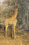 standing Giraffe