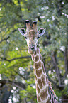 Giraffe Portait