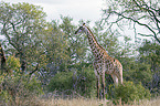 standing Giraffe