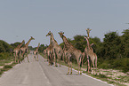 Giraffes