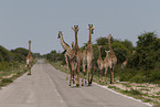 Giraffes