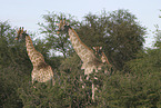 Giraffes