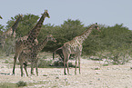 Giraffes