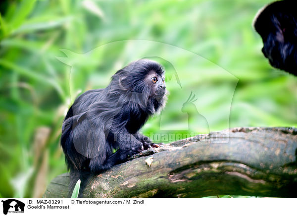 Springtamarine / Goeldi's Marmoset / MAZ-03291