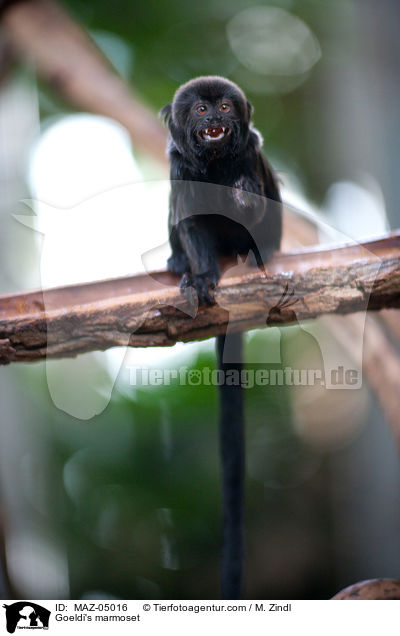 Goeldi's marmoset / MAZ-05016