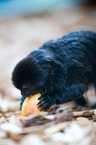 Goeldi's marmoset