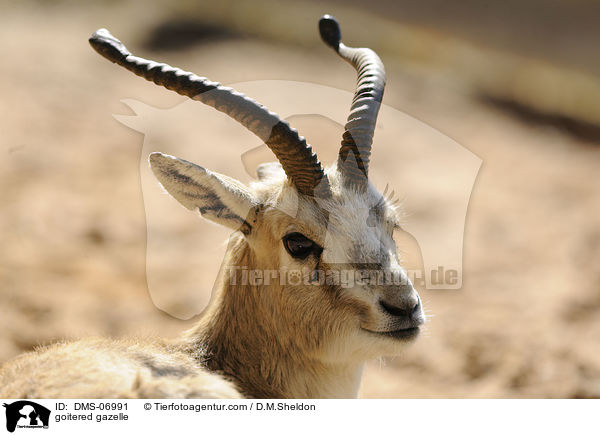 goitered gazelle / DMS-06991
