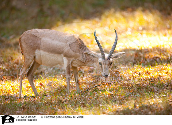 Kropfgazelle / goitered gazelle / MAZ-05521