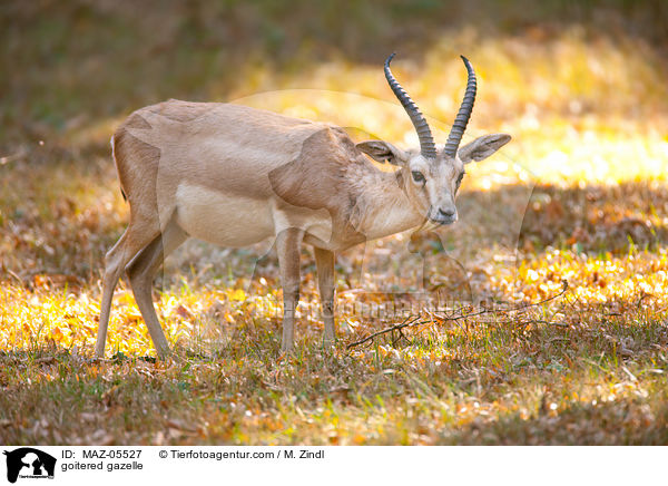 goitered gazelle / MAZ-05527
