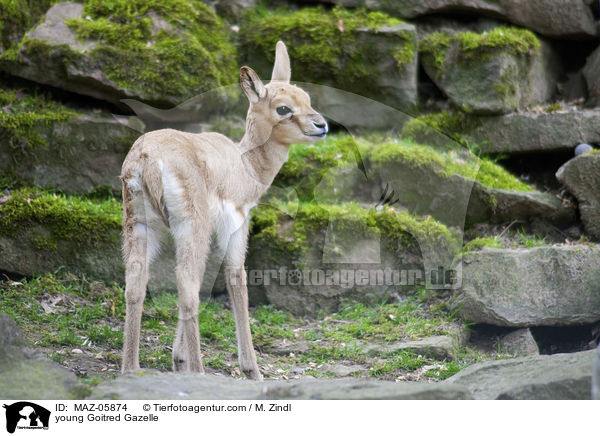 young Goitred Gazelle / MAZ-05874