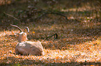 goitered gazelle
