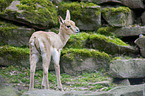 young Goitred Gazelle