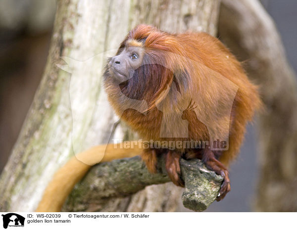 golden lion tamarin / WS-02039