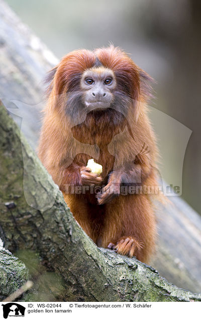 Goldgelbes Lwenffchen / golden lion tamarin / WS-02044