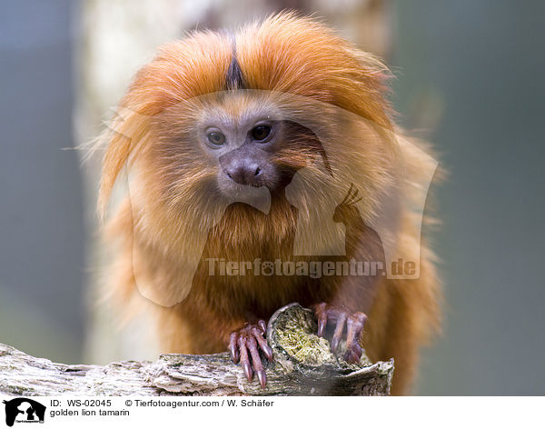 Goldgelbes Lwenffchen / golden lion tamarin / WS-02045