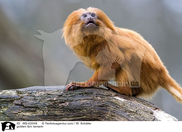 Goldgelbes Lwenffchen / golden lion tamarin / WS-02048