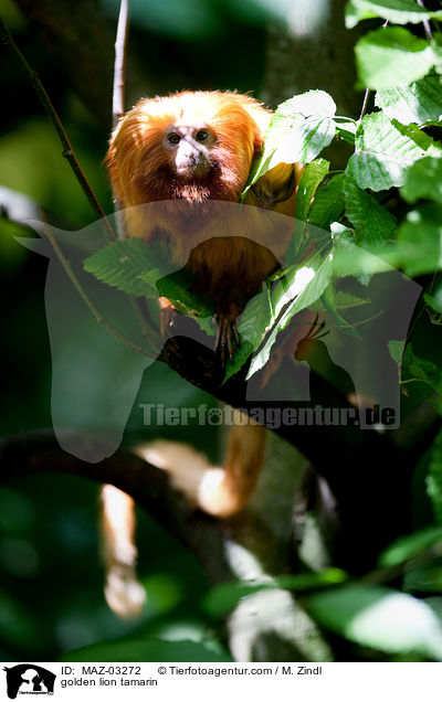 golden lion tamarin / MAZ-03272