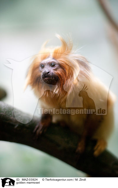 Goldenes Lwenffchen / golden marmoset / MAZ-03924