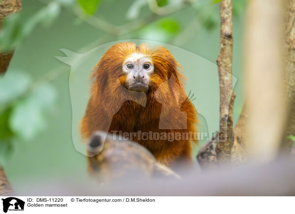 Goldenes Lwenffchen / Golden marmoset / DMS-11220