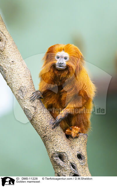Goldenes Lwenffchen / Golden marmoset / DMS-11228
