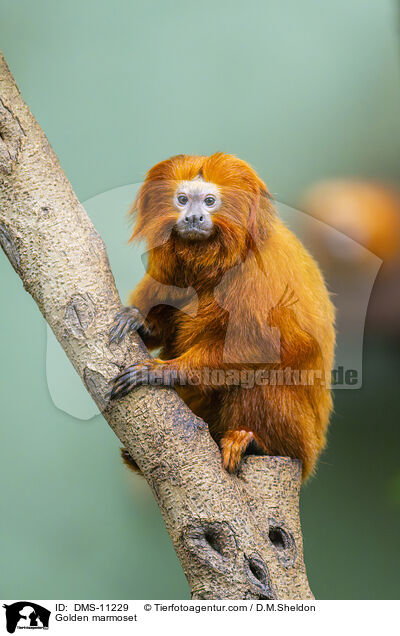 Goldenes Lwenffchen / Golden marmoset / DMS-11229