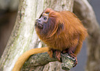 golden lion tamarin