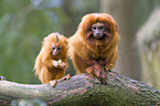 golden lion tamarin