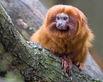 golden lion tamarin