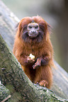 golden lion tamarin