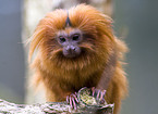 golden lion tamarin