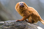 golden lion tamarin