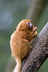 golden lion tamarin